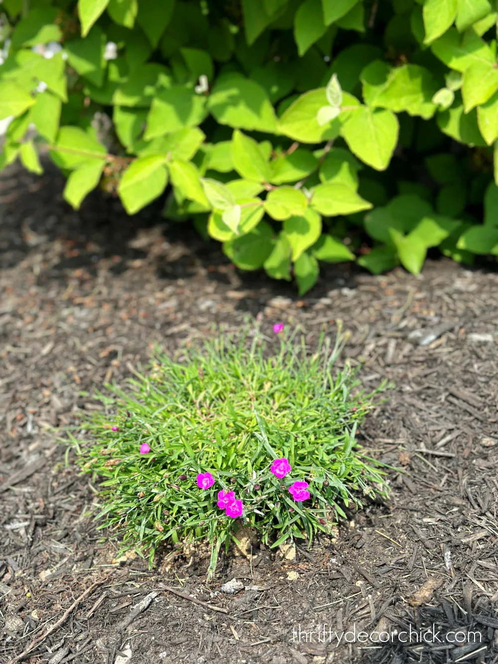 small pink dianthus